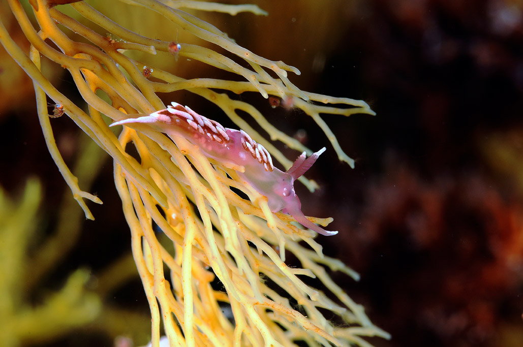 Nudibranco da determinare